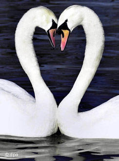 coeur naturel